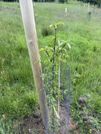 Foto treephoto-kyzj8ztvrgzcy3ynve5p5jtq.jpeg