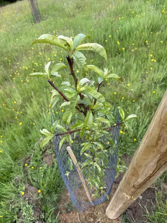 Foto treephoto-l1lzccu4vl3jykp1tb3dw62k.jpeg