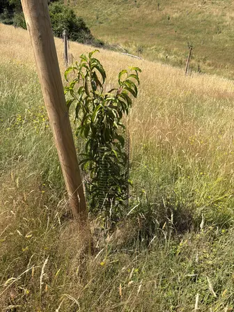 Foto treephoto-skgzpnl61t9iwb5npecuug5r.jpeg