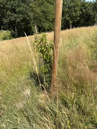 Foto treephoto-tirlqef0rcqgvduok6ns28jf.jpeg