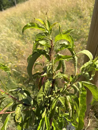 Foto treephoto-u793104d52a3eeq794kobu2q.jpeg