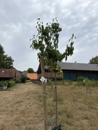 Foto treephoto-dcwacwpbl3iqapshw2z4aeub.jpeg