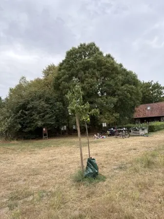 Foto treephoto-g1p73wk4rxjp6cauc9gwdtpu.jpeg