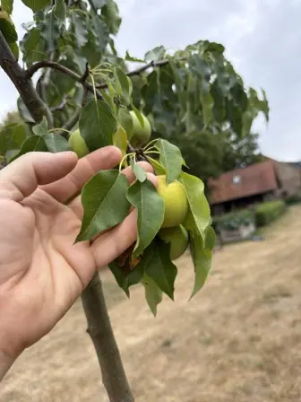 Foto treephoto-llddshmf9giemlo3ls6s8s1n.jpeg