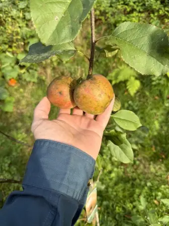 Foto treephoto-asf3vzf8j9w44rg4cdzniuqd.jpeg