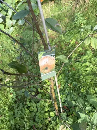 Foto treephoto-hnd0cme42sxnu2hgjiotemdi.jpeg