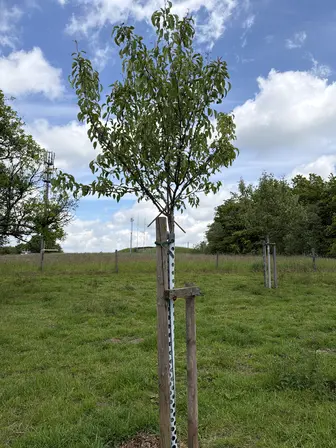 Foto treephoto-j9qgvgjm4yjr8j9f4gm7lo3r.jpeg