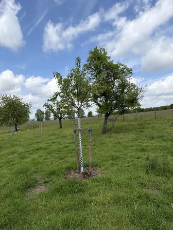 Foto treephoto-p3ktmfmpntmr37r1if2bvwbs.jpeg