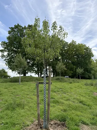 Foto treephoto-renqsrpvwaz3dn8fppuiiohj.jpeg