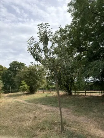 Foto treephoto-h69guc5emygz9ao3j1q41ryj.jpeg