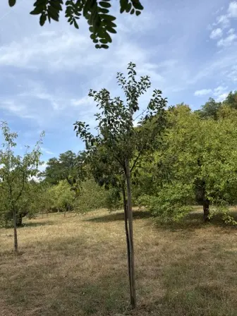 Foto treephoto-kg8zrzelbxekmfdf8p779ag6.jpeg