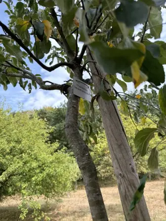 Foto treephoto-sfkp9vfx9vbc6851gl53pobp.jpeg
