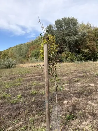 Foto treephoto-jxxftm05x941euqd9fx9qlby.jpeg