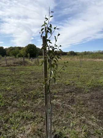 Foto treephoto-t661h3a94s82y2nessgui5uk.jpeg