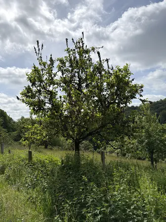 Foto treephoto-ihx9yc2fap3xebg4uf5z3jot.jpeg