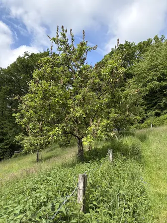 Foto treephoto-tmm3w8mzq305orzkkc1qlbbp.jpeg