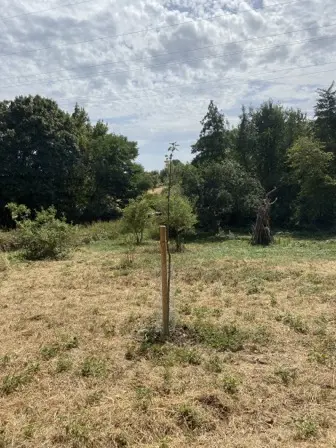 Foto treephoto-a6xl6vzqma2pxggzi9a9dxji.jpeg
