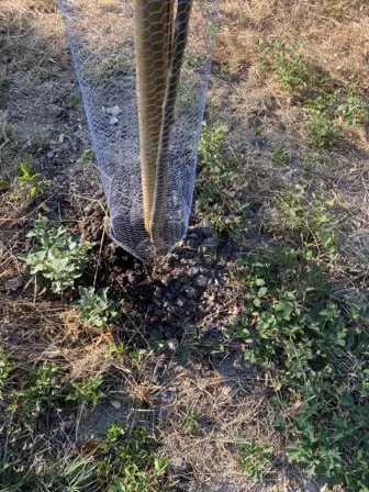 Foto treephoto-gbacrfpmmoixfddbycq5unml.jpeg