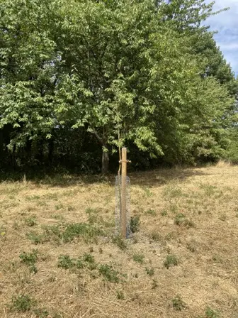 Foto treephoto-ou6c64lun105cakncxo9rwpn.jpeg