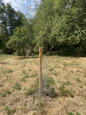 Foto treephoto-rcitqvkjangktvjlxemsoxkg.jpeg