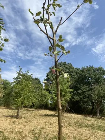Foto treephoto-z0b00ohli3d2jpauhixvds6w.jpeg