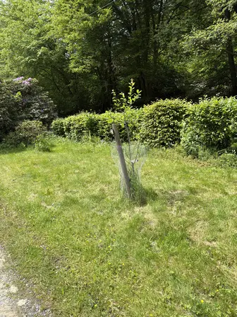 Foto treephoto-j9k4vlm8zwt5p44bl7l1oem2.jpeg