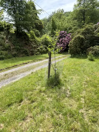 Foto treephoto-qin4hxgo5vl4uubribvf5eqn.jpeg