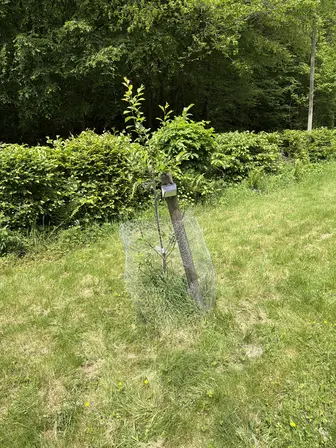 Foto treephoto-x2agvud07lbg2lyzms8pz4ac.jpeg