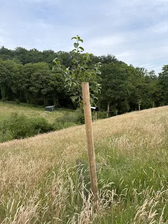 Foto treephoto-bmue76hauvvs7w46lg8ex3ic.jpeg