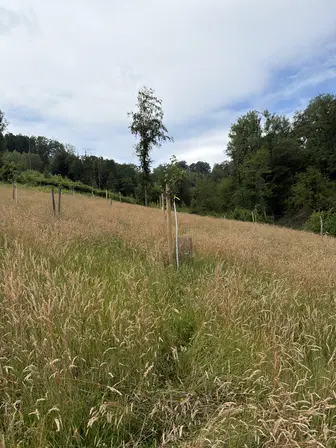 Foto treephoto-g4f6sa8tetfbftr2a4t6jcbo.jpeg