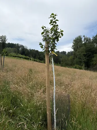 Foto treephoto-qxxqlgauvetzh6i95ak71kar.jpeg