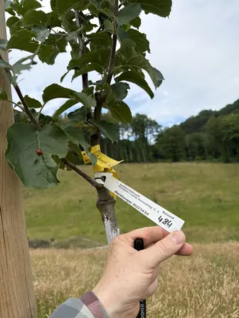 Foto treephoto-r3s4cj7z1tiyqg7fiz547adv.jpeg