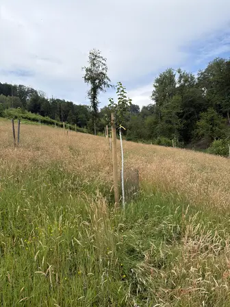 Foto treephoto-x0zh5mipz9zkvfuidqiq73sy.jpeg