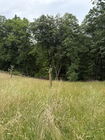 Foto treephoto-h0r5vgapracip7mrrf0awbqg.jpeg
