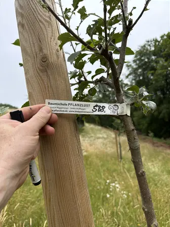 Foto treephoto-o5faqalacivwa9pa351u55fv.jpeg