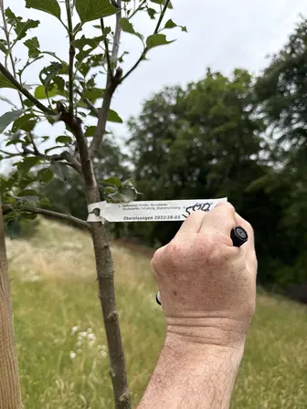 Foto treephoto-rzm3lo2jk5k08f3li5251wte.jpeg