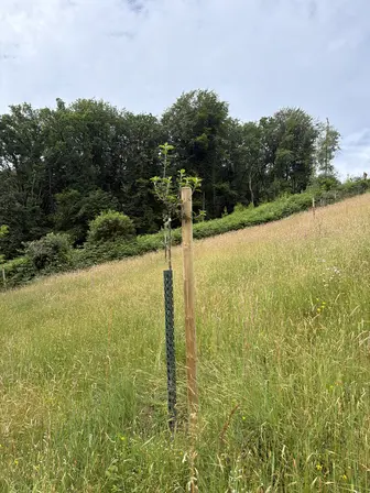 Foto treephoto-s3d4cbnrnr4x1zhg5qcsbt0w.jpeg
