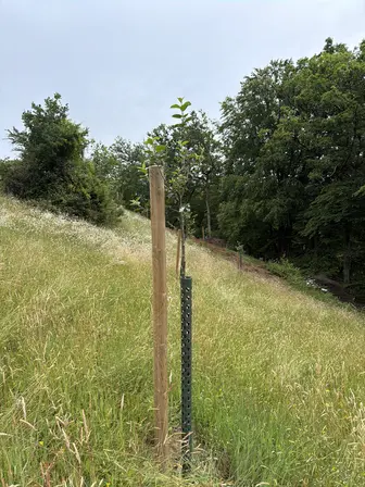 Foto treephoto-z0gnjeyd8668kfqr395fwbnr.jpeg