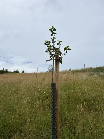 Foto treephoto-zzatpz09kux153igrnl762tu.jpeg