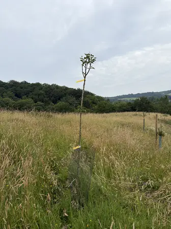 Foto treephoto-cp65yqdv36radokfzzzmzuim.jpeg