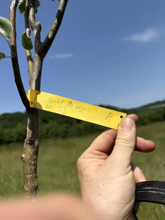 Foto treephoto-dx1vsvkxuutx97j0ooce5n3c.jpeg