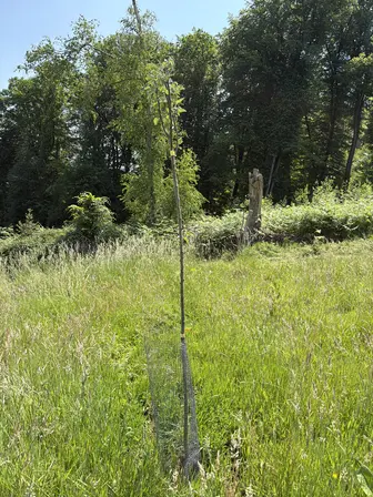 Foto treephoto-ipf7c47jao8mjxvhy76kb8za.jpeg