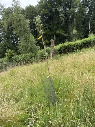 Foto treephoto-m2vaq7kfgxsdmenat7yeimes.jpeg
