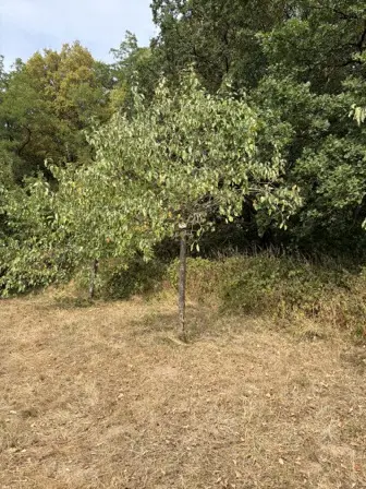 Foto treephoto-rkhyg8hi9zzbj66a3ppujzl7.jpeg