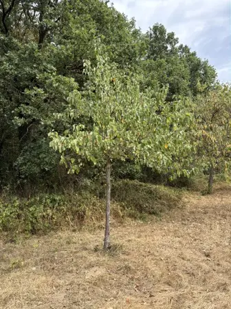Foto treephoto-ze5rcwse3k4x886d4ngu4imc.jpeg