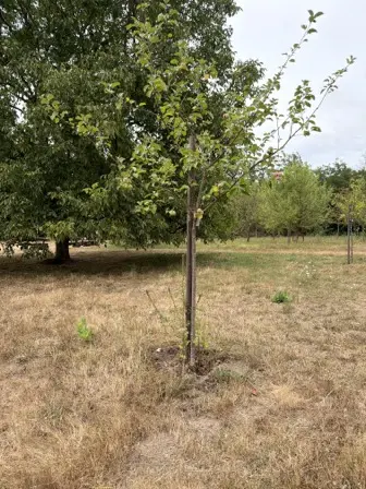 Foto treephoto-q4u3kjiikgu2pp6etqqhgr5q.jpeg