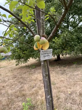 Foto treephoto-rburm8s9ljhzmuc3vgyvzwe6.jpeg