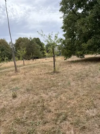 Foto treephoto-xowxv65i4t8pc7wnox8h8ee6.jpeg