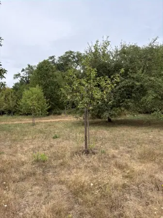 Foto treephoto-xozmou8gcgsoin5sonapishl.jpeg