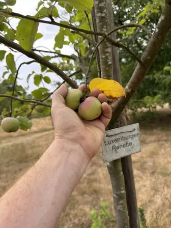 Foto treephoto-y5kfw4utx28w8pnav4liz9xc.jpeg